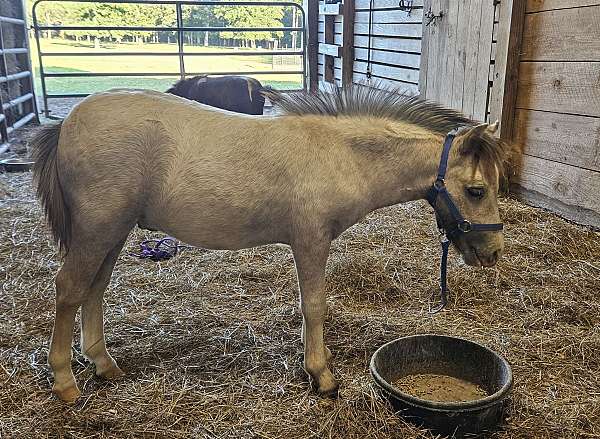 family-horse-miniature