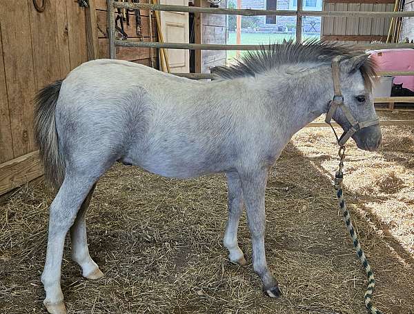 affordable-miniature-horse