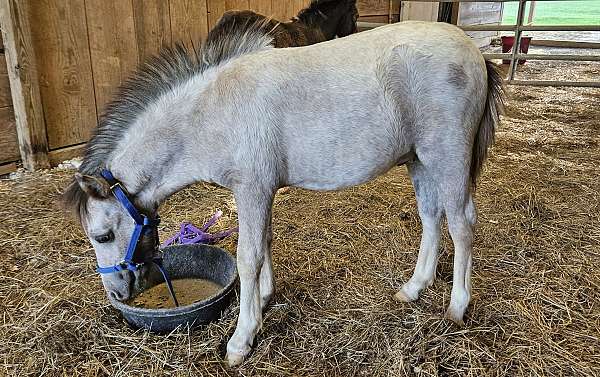 flashy-miniature-horse