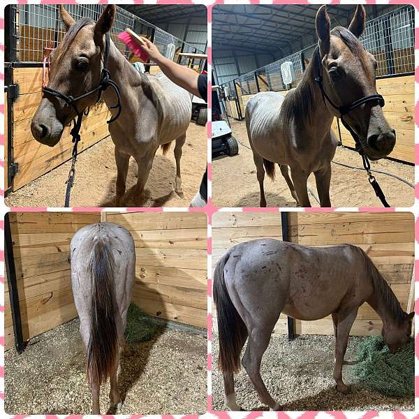 red-roan-some-white-on-legs-horse