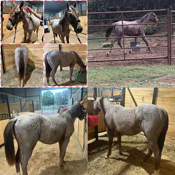 red-roan-some-white-on-legs-horse