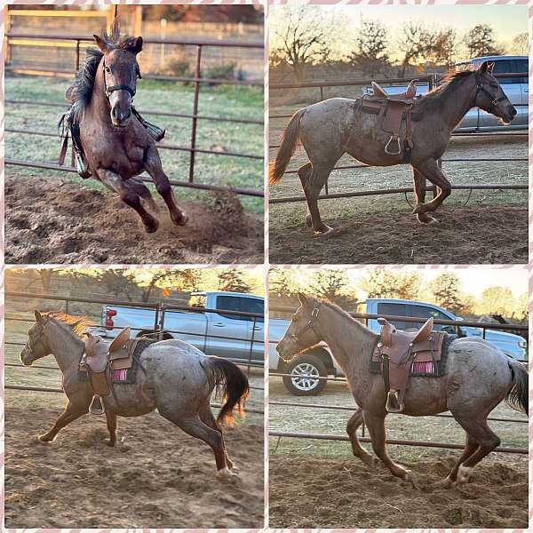 red-roan-some-white-on-legs-horse