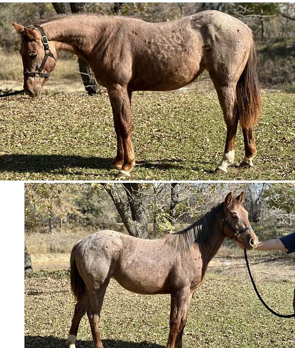 red-roan-some-white-on-legs-horse