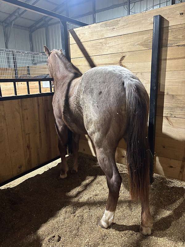 ranch-on-the-rail-quarter-horse