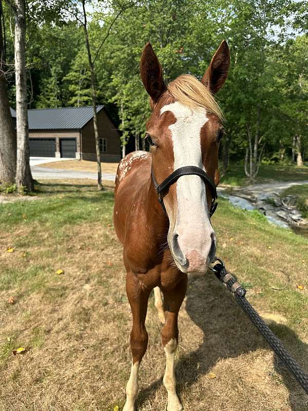 13-hand-appaloosa-horse