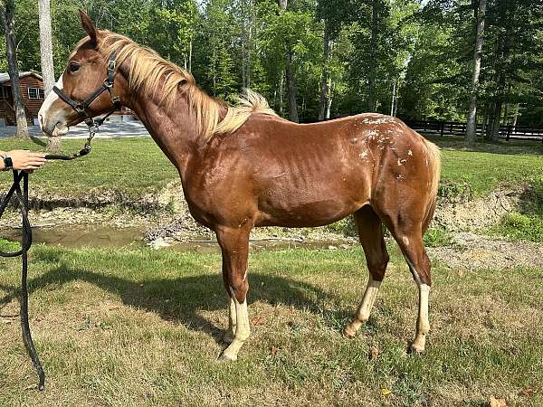 appaloosa-quarter-horse-colt