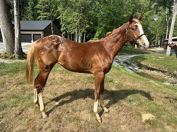 13-hand-appaloosa-colt