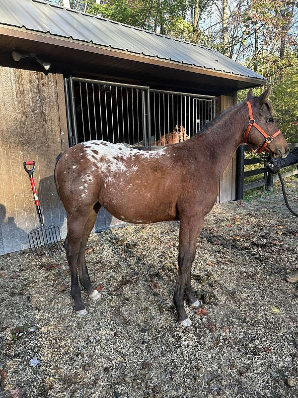 10-hand-appaloosa-filly