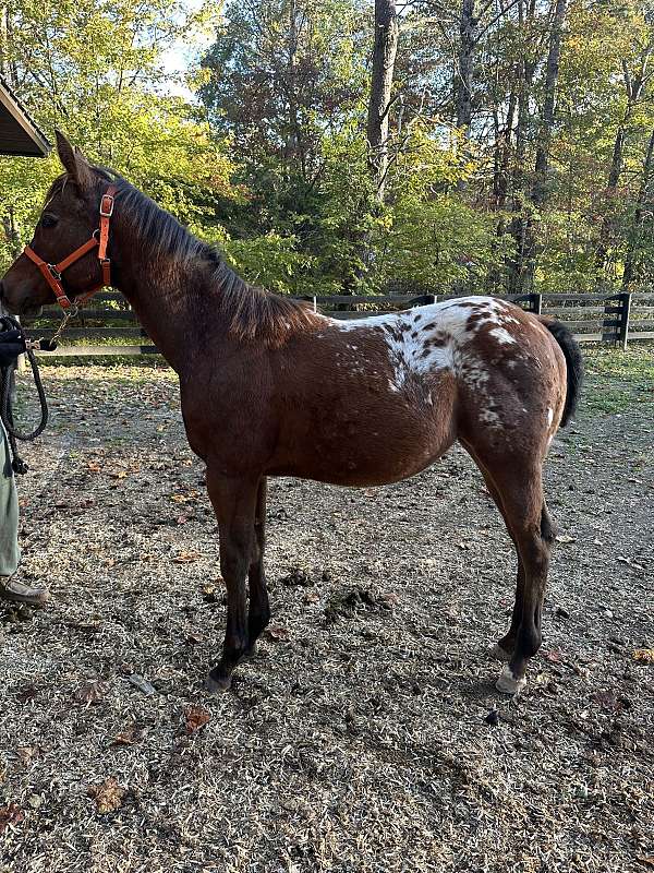 10-hand-appaloosa-horse