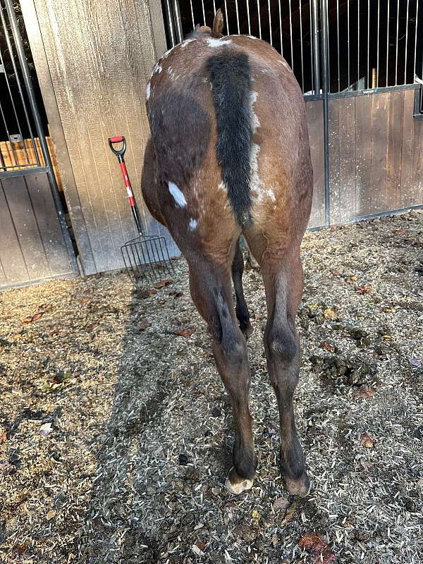 appaloosa-filly