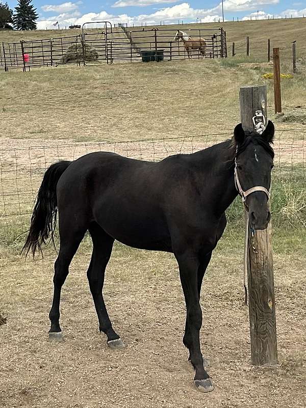 tennessee-walking-mare