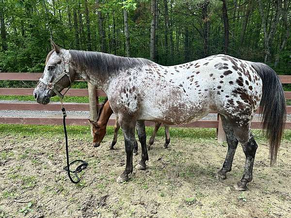 14-hand-appaloosa-horse