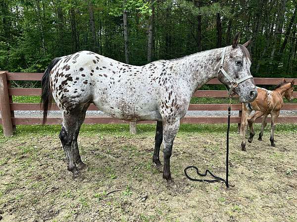 14-hand-appaloosa-broodmare