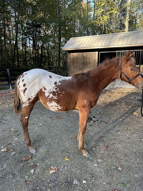 10-hand-appaloosa-horse