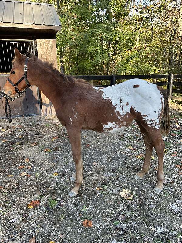 10-hand-appaloosa-colt