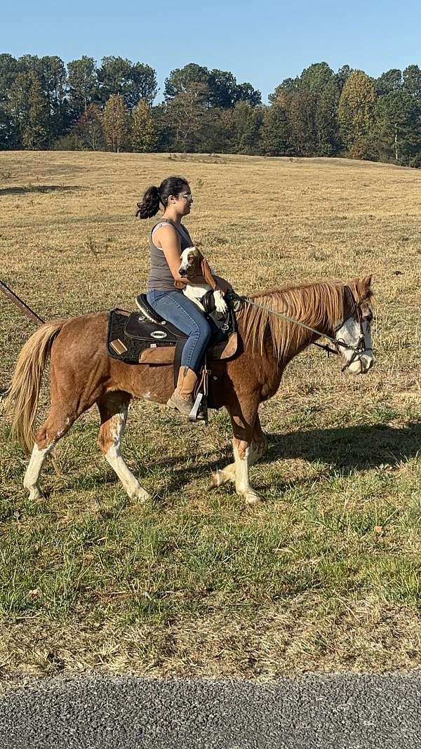 halter-kid-safe-paint-pony