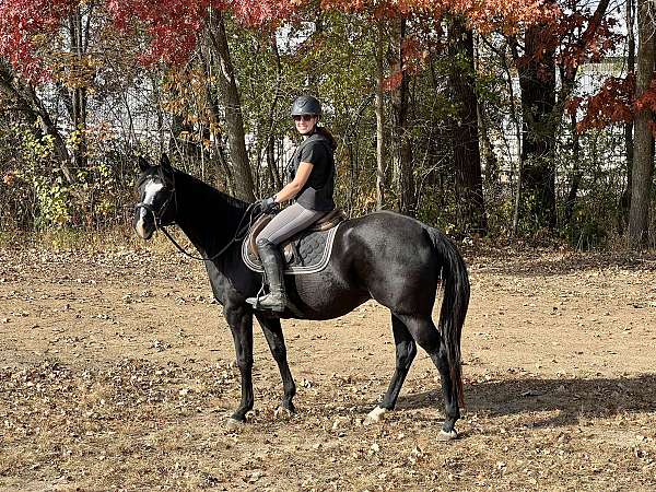 black-trained-working-horse