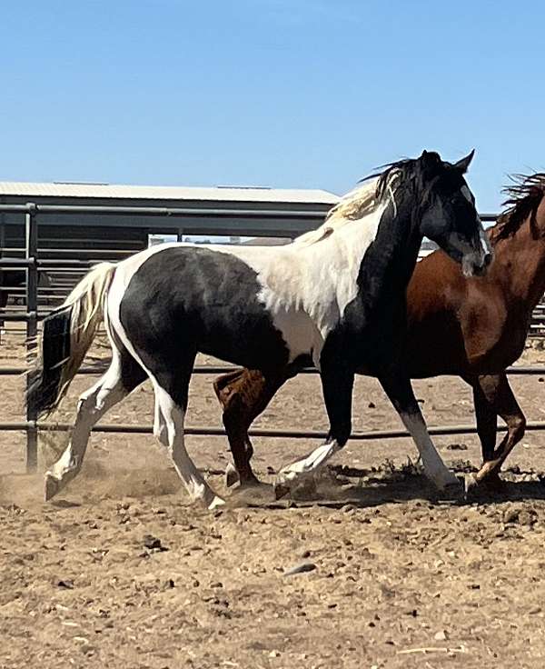 tobiano-gypsy-vanner-gelding