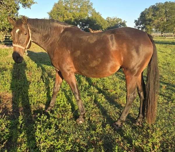 bay-star-faint-stripe-horse