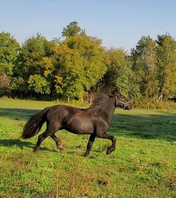 black-dales-pony-pony-gelding