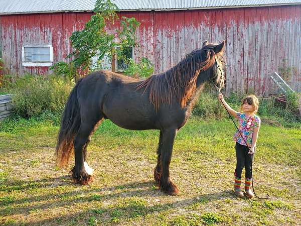 cross-ties-dales-pony