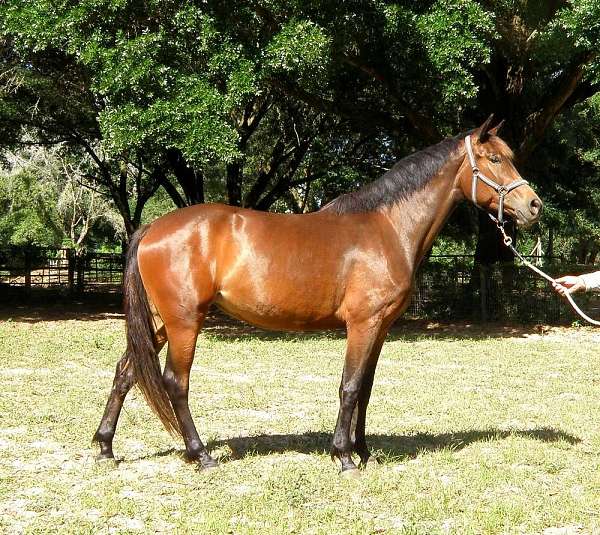 calvados-oldenburg-horse