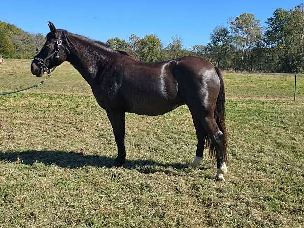 star-snip-hind-white-pasterns-horse