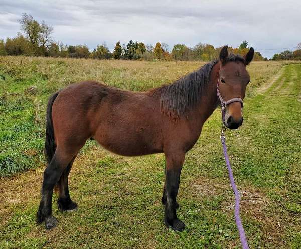 cross-show-dales-pony-pony