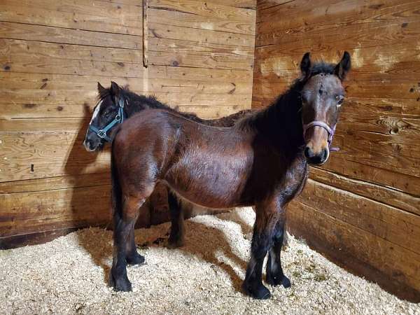 cross-show-dales-pony-pony