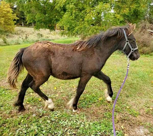 all-around-double-registered-dales-pony