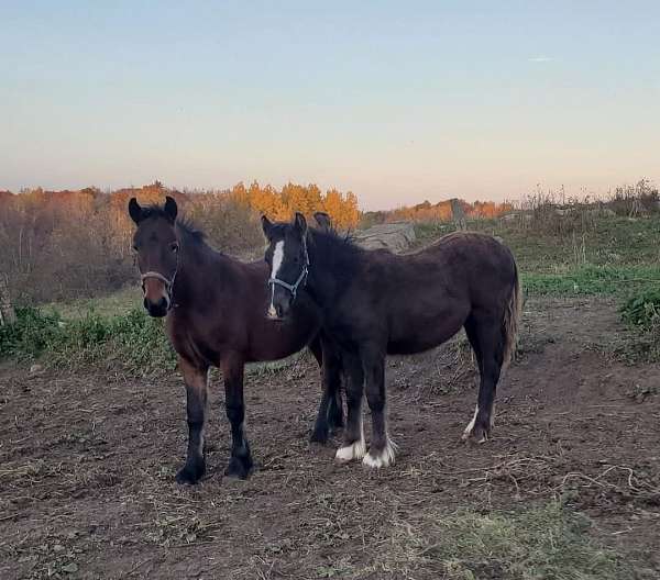 all-around-double-registered-dales-pony