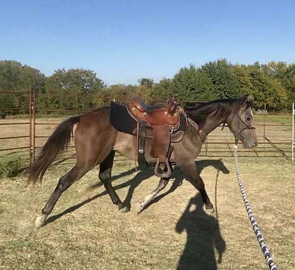 available-half-arabian-horse