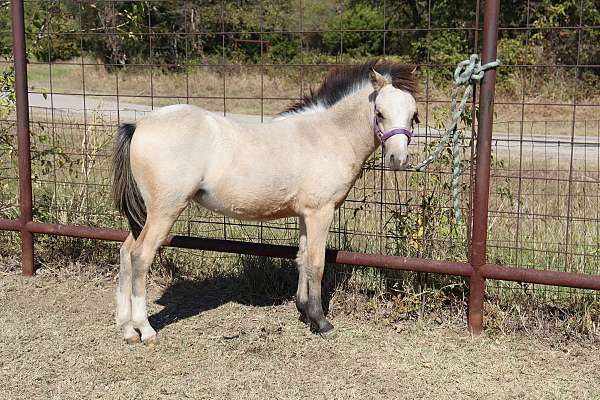 buckskin-welsh-pony