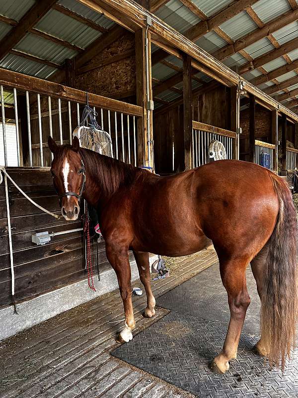 quarter-horse-gelding