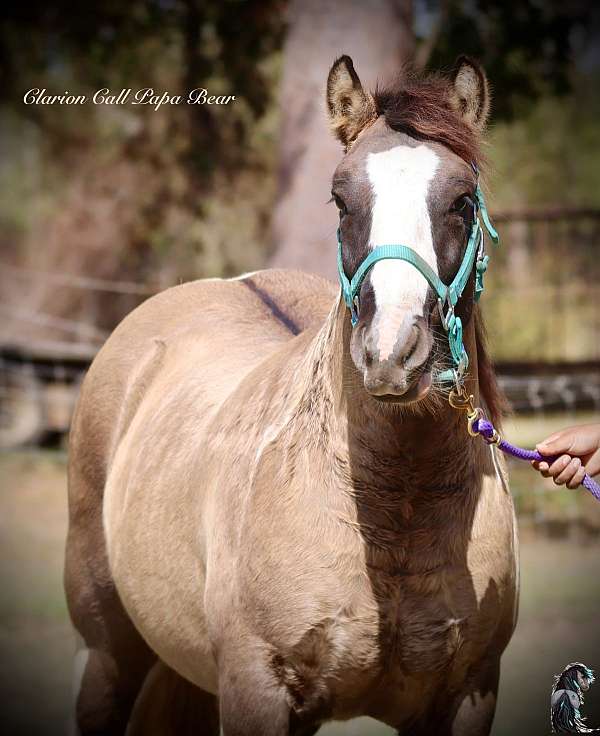 tobiano-horse