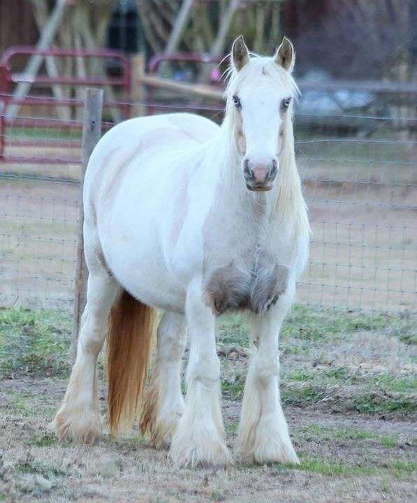 trail-riding-gypsy-vanner-horse