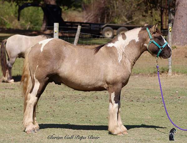 grulla-tobiano-horse