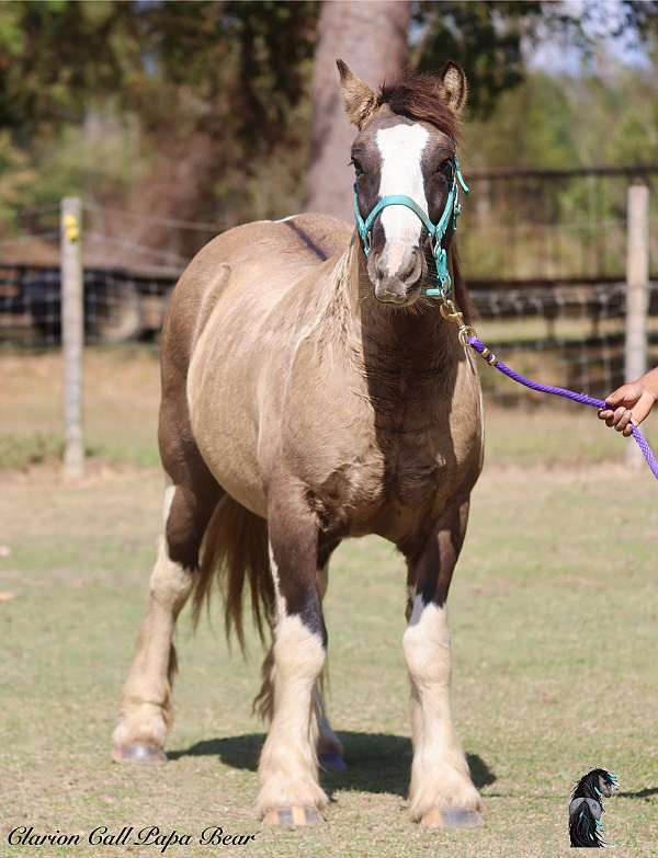 breeding-gypsy-vanner-horse