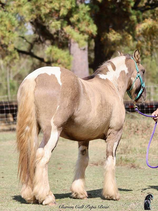 draft-gypsy-vanner-horse