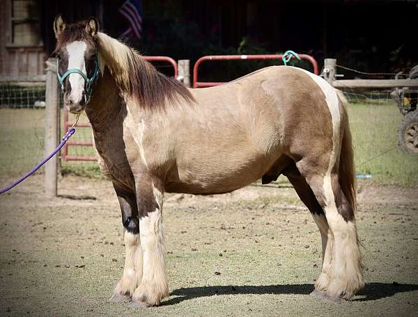 driving-gypsy-vanner-horse