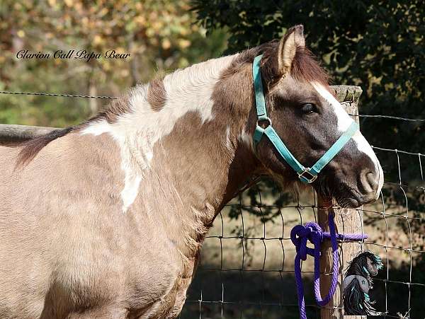 pleasure-driving-gypsy-vanner-horse