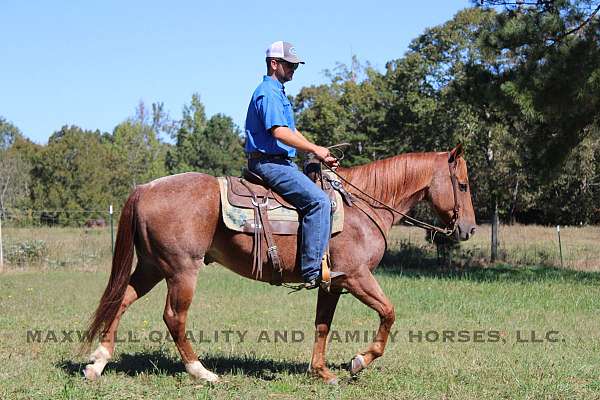 all-around-quarter-horse