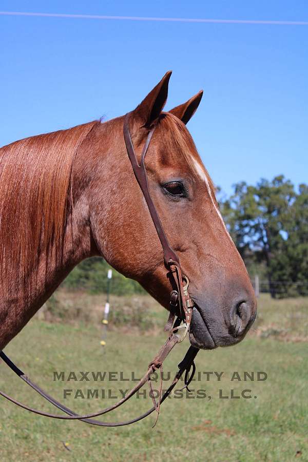 athletic-quarter-horse