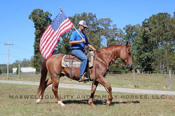 barrel-quarter-horse