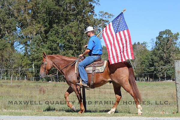 barrel-racing-quarter-horse