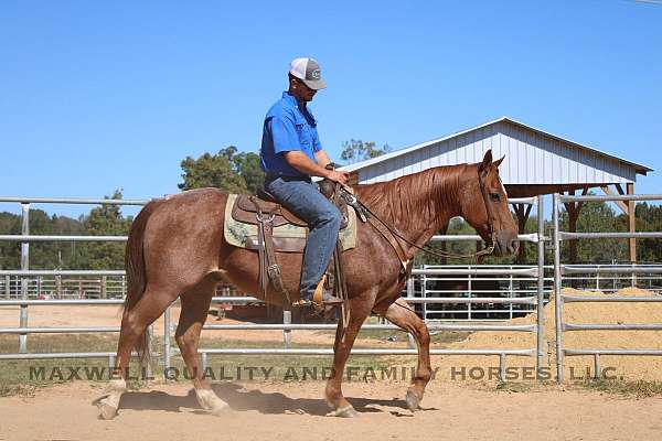 blue-eyed-quarter-horse