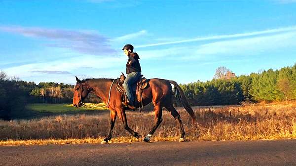 dental-draft-horse