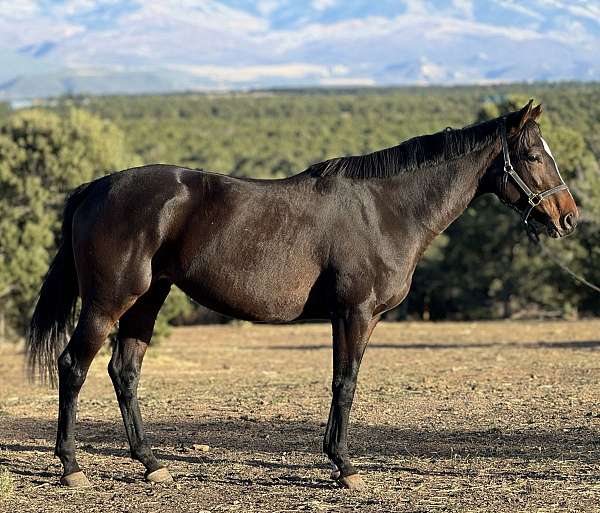 good-form-horse