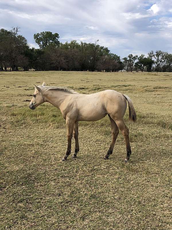 two-eyed-jack-filly-mare