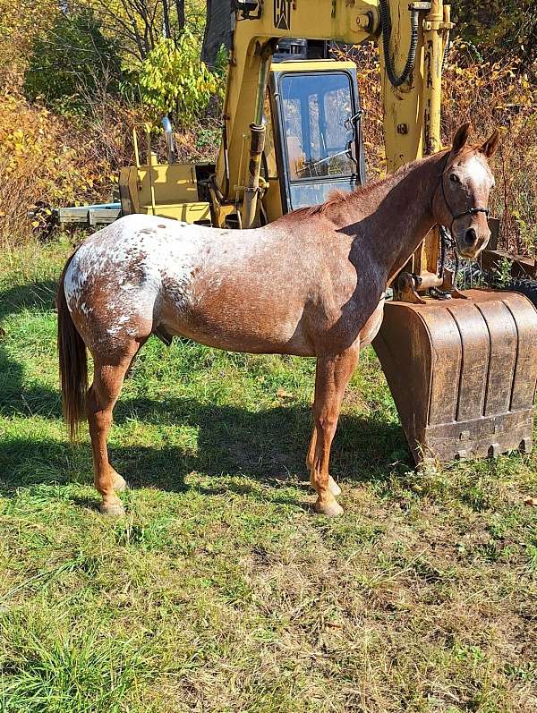 aphc-gelding-stallion